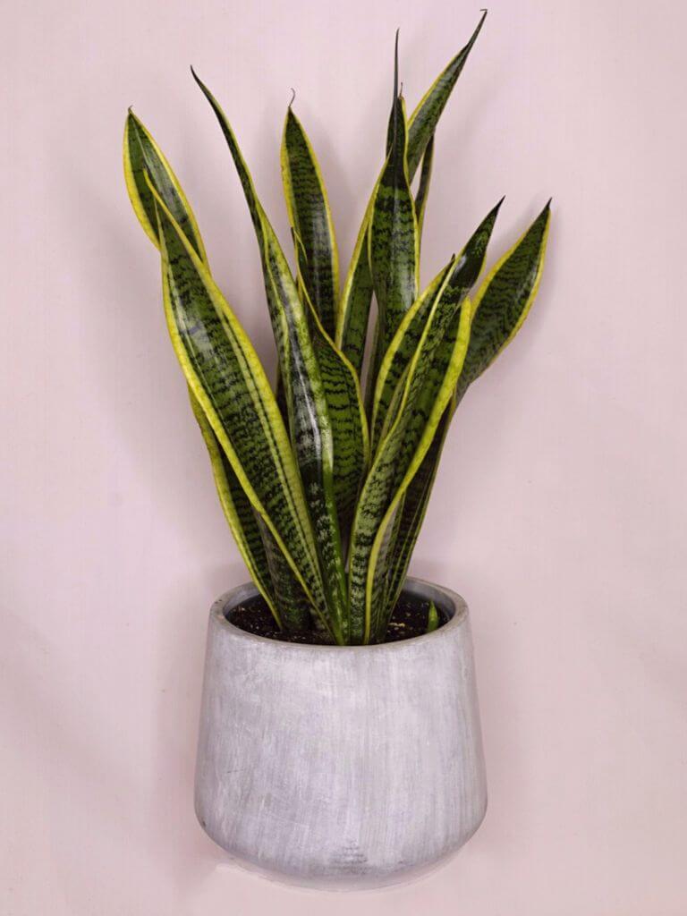 snake plant japan Sansevieria Laurentii 6” – Willem&Jools