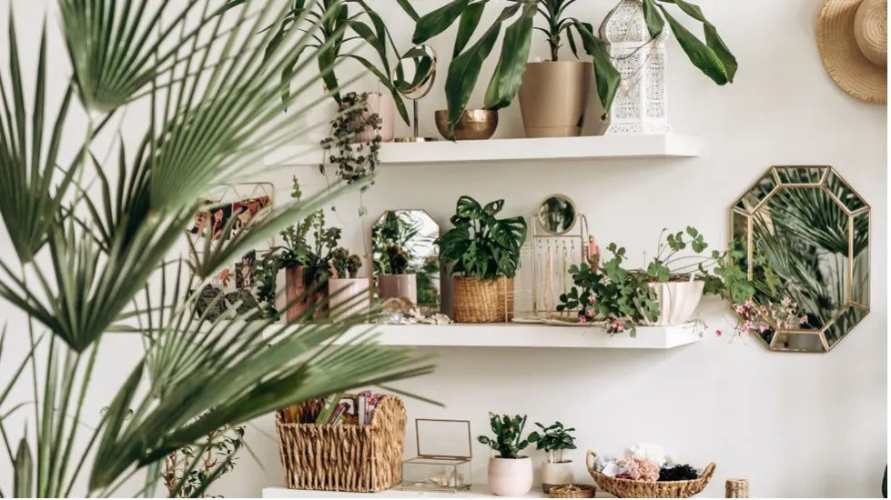 Indoor Plants for Toronto Winters 