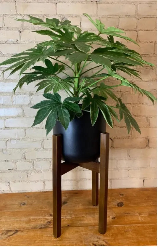 Low-Maintenance Indoor Plants