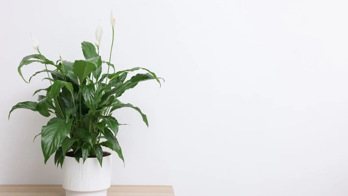 Best Indoor Plants for Dark Rooms in Toronto