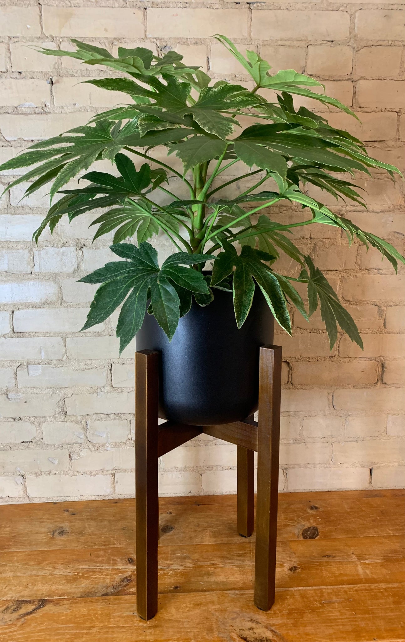 Plant Stand - Natural