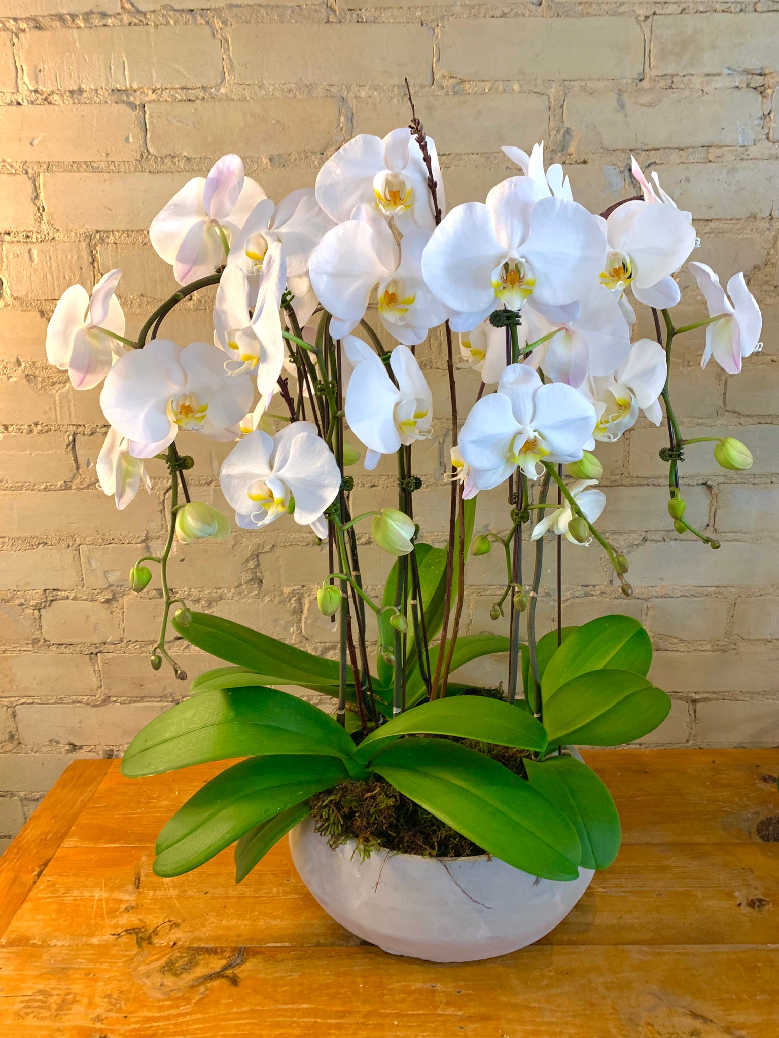 Enduring Love Orchid Planter